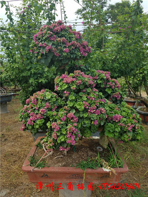 飘逸型紫色花三角梅盆景　高度100-130CM