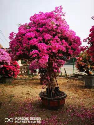 红色花（水红色）三角梅
