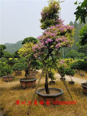 特大型三角梅桩景16
