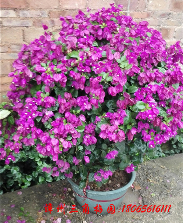梅花3 紫色花三角梅球高度100-120CM - 三角梅