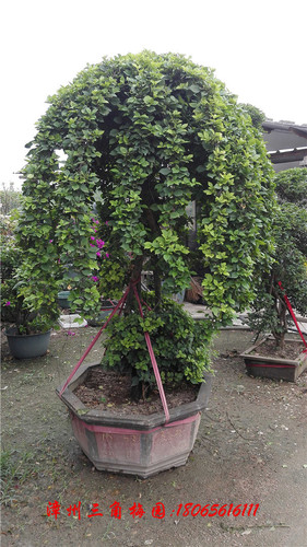 大规格杂色5