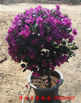 紫色花三角梅球　高度50-80CM