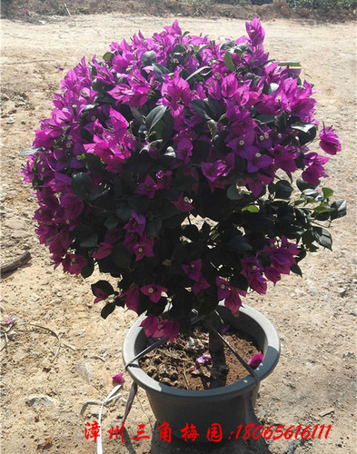 紫色花三角梅球　高度50-80CM