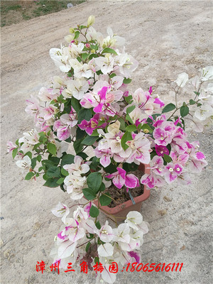 花蝴蝶 高度50-70CM