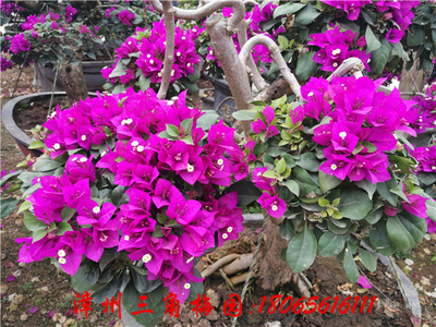 吊灯型紫色花三角梅盆景　高度50CM-80CM