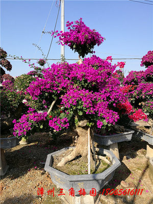中规格三角梅盆景1　高度150-250CM
