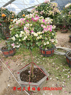 多色花三角梅1　高度150CM以下
