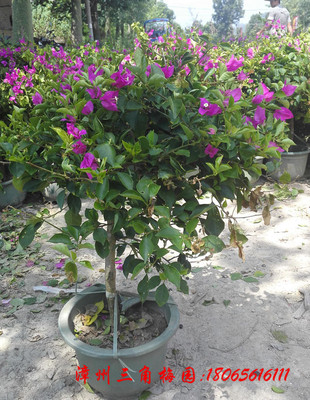 三角梅工程苗13 紫色花三角梅（福建小紫） 高度60-80CM