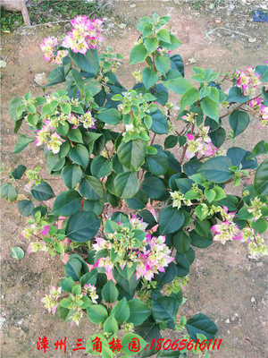 怡景红白　高度50-70CM