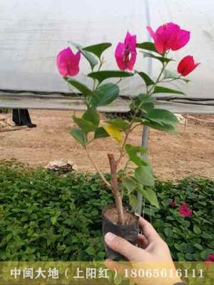 紫色花三角梅　杆高20CM，总高度25CM--35CM，冠幅20--40CM