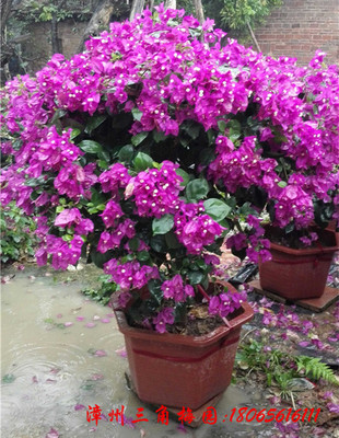 紫色花三角梅球　高度80-110CM