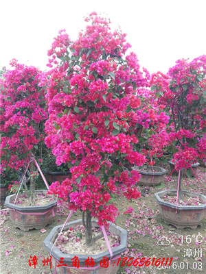 红色花三角梅盆景　高度220-240CM