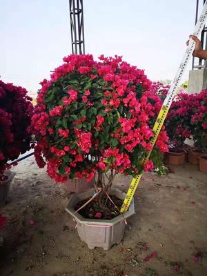 红色花三角梅毛球状 1mX1m 1.2mX1.2m 两个规格