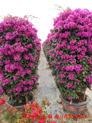 红花三角梅花柱 高度2M