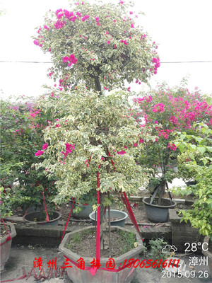 花叶大红 高度230-270CM
