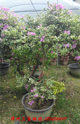 ​花叶水仙紫2  高度180-220CM