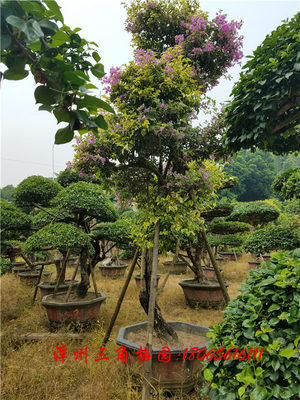 特大型三角梅桩景15