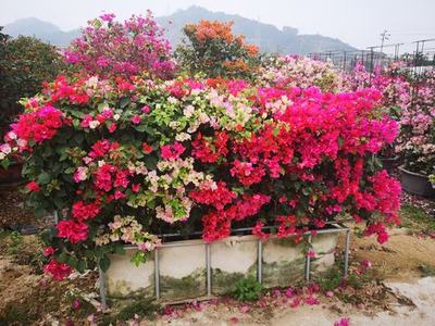 ‘花箱’造型三角梅