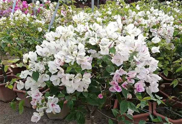 微信图片_20180917111943.jpg