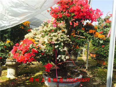 多色花三角梅7