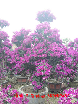紫色花三角梅盆景5 高度220-260CM