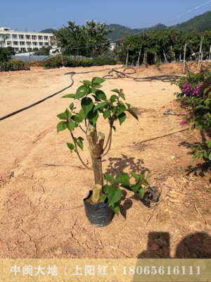 红色花三角梅 杆高40CM 总高度50CM--65CM 冠幅30--40CM