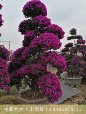 大规格三角梅桩景15