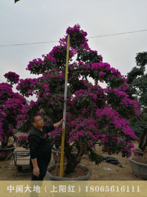 大规格三角梅桩景18
