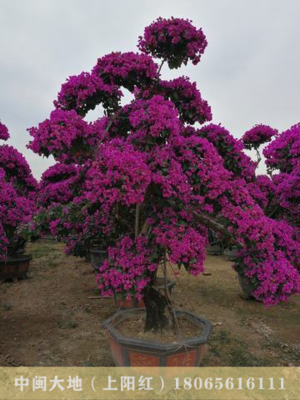 大规格三角梅桩景16