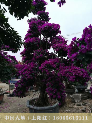 大规格三角梅桩景19