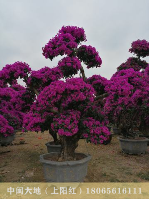 大规格三角梅桩景17