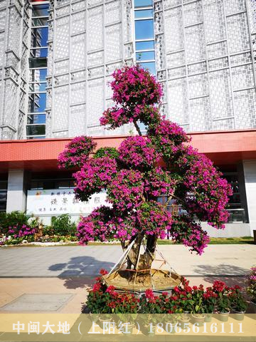 花展中的大规格三角梅桩景.png