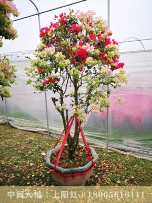 “一树多花”，高150－180CM,冠80－120CM，多色系，艳丽型