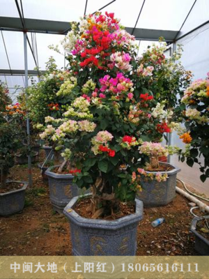 大规格杂色花，多色花三角梅19