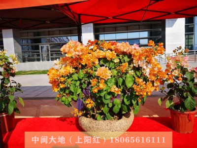 三角梅组合盆栽2