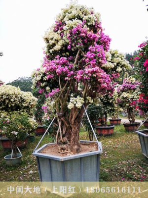 大规格杂色花，多色花三角梅14