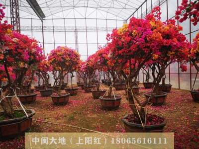 五雀三角梅7