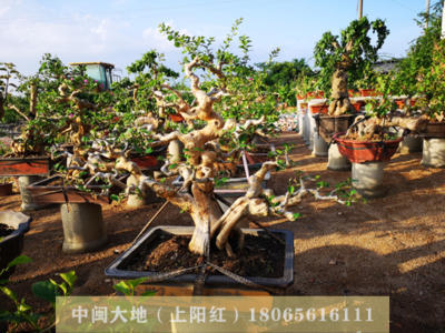 毛胚三角梅4