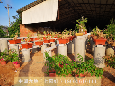 毛胚三角梅5
