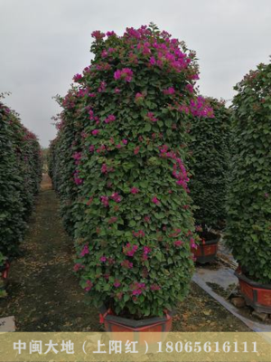 带花苞三角梅柱1