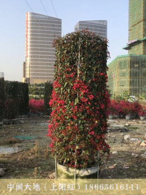带花苞三角梅柱2