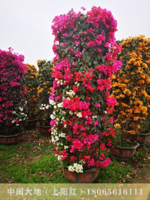 多花三角梅花柱（2.5M柱）