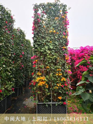 多色花三角梅（3.7M柱）方形