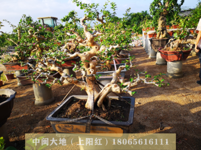 毛胚三角梅14
