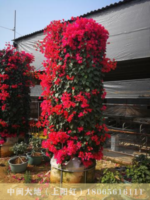 红色花三角梅花柱（3.2M柱）