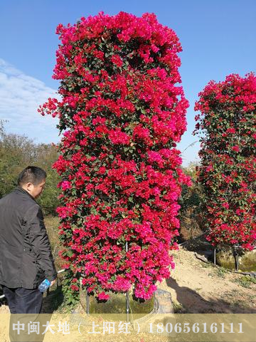 红色花三角梅（3.2M柱） - 三角梅